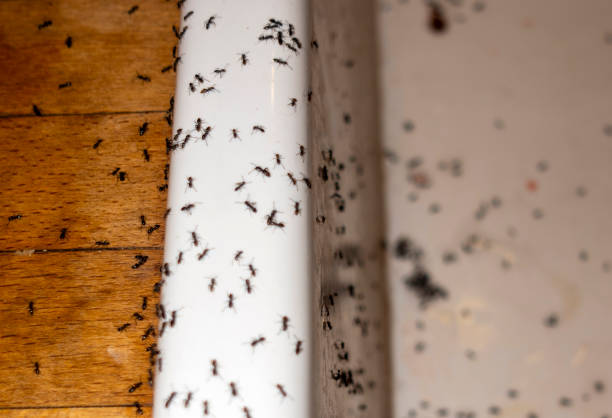 Spider Control Near Me in Martinsville, VA